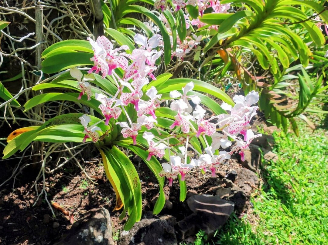 Limahuli Garden and Preserve-哈纳雷伊必去景点