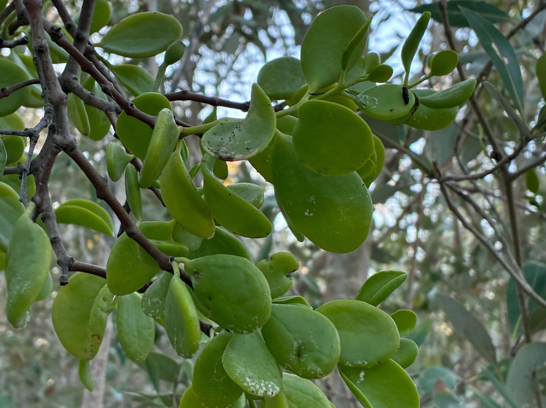 Broome Bird Observatory-布鲁姆必去景点