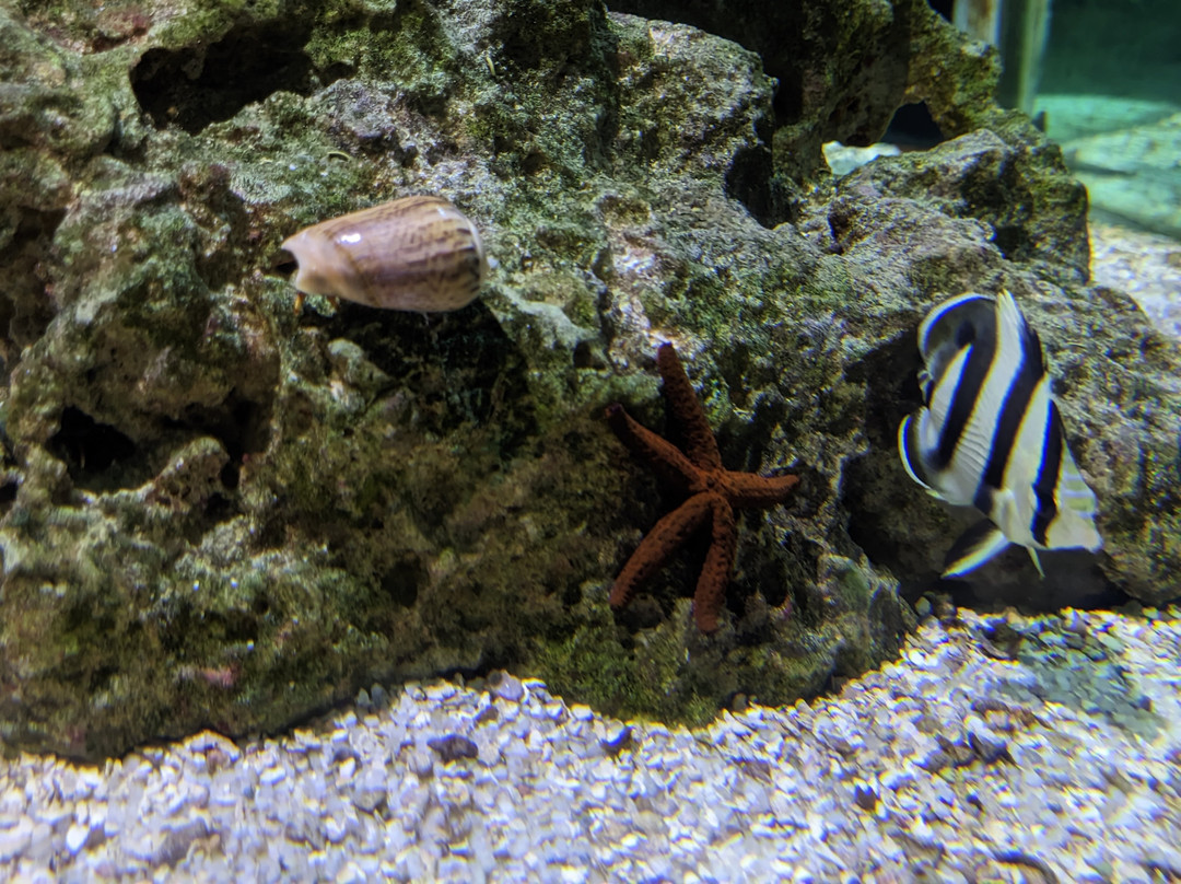 Ubatuba Aquarium-乌巴图巴必去景点