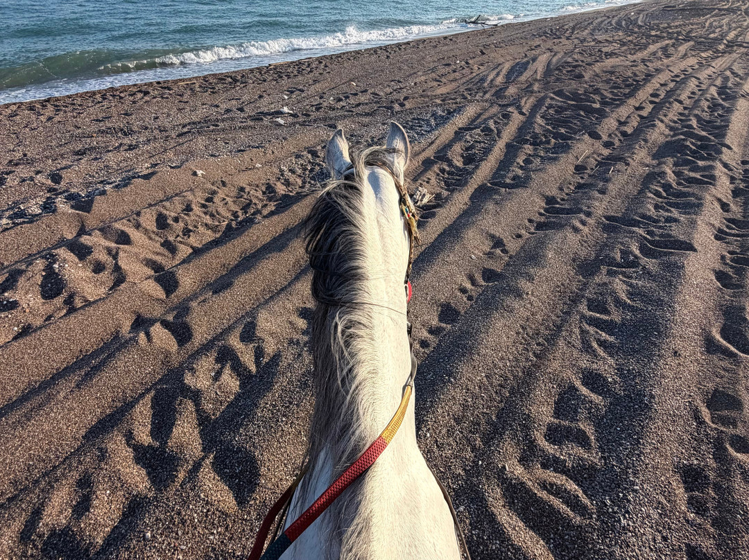 Belek Safari | Horse Riding Tour-Kumkoy必去景点