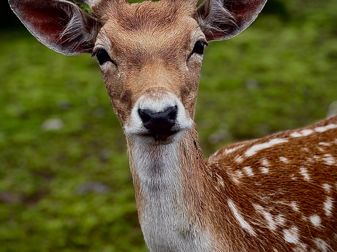 Auchingarrich Wildlife And Adventure Park-Comrie必去景点