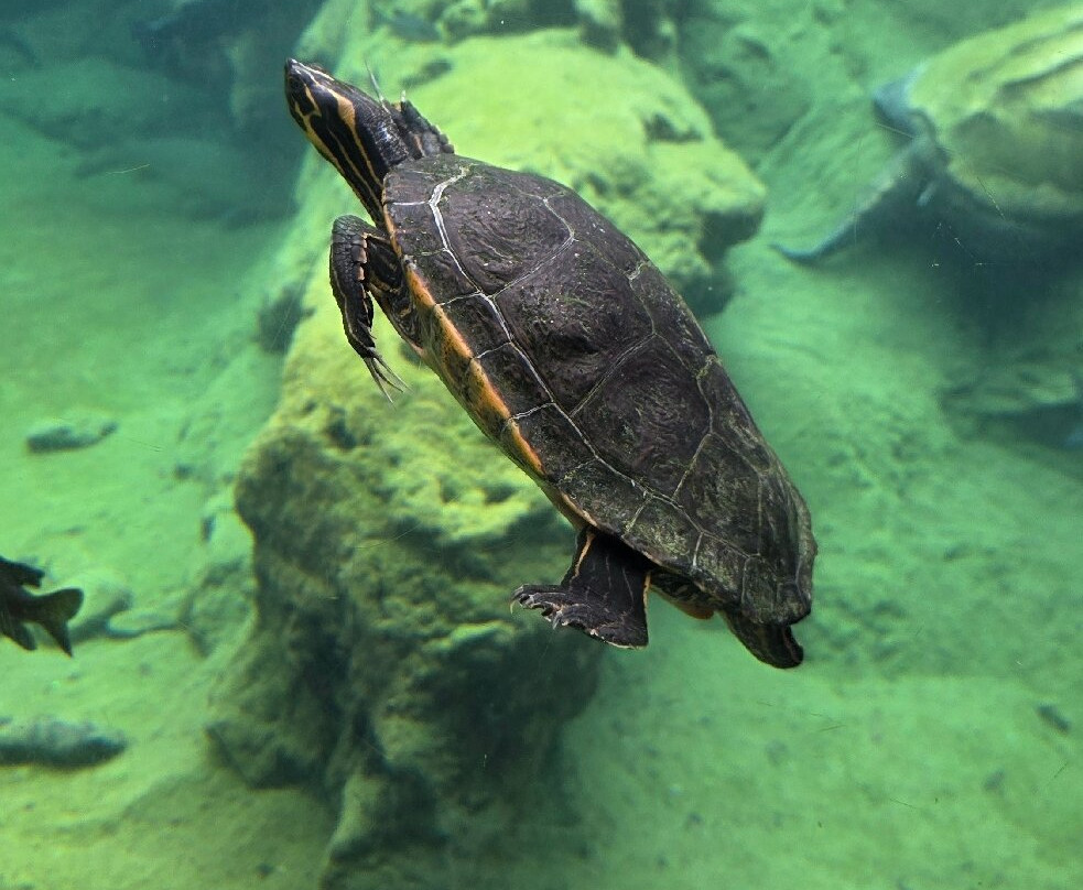 Flint RiverQuarium-奥尔巴尼必去景点