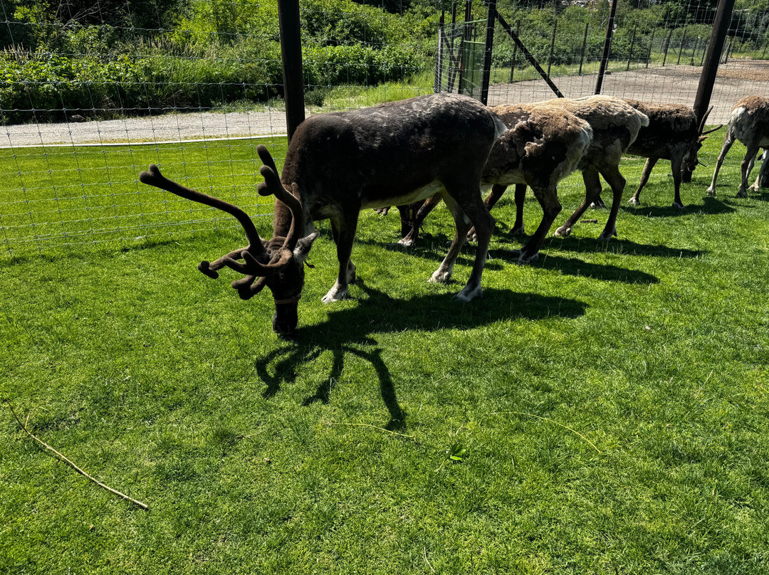 Leavenworth Reindeer Farm-莱文沃思必去景点