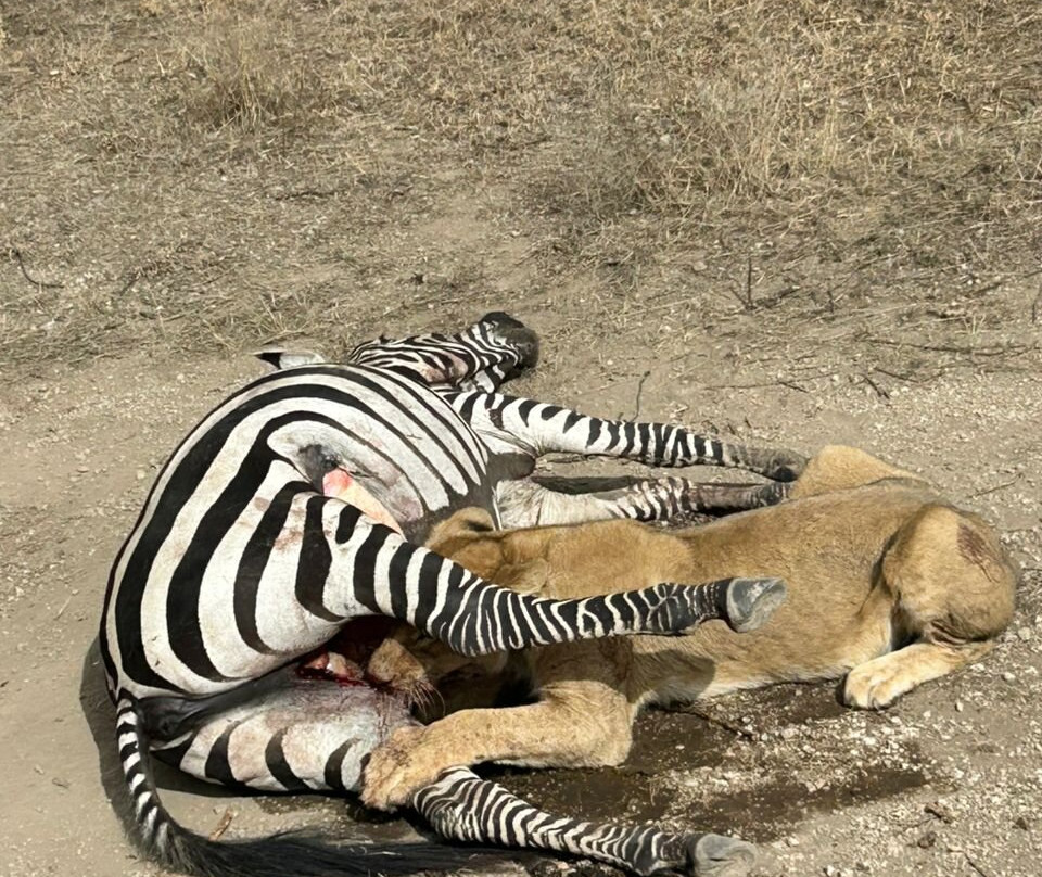 Simba Wa Porini Safaris-Sakina必去景点