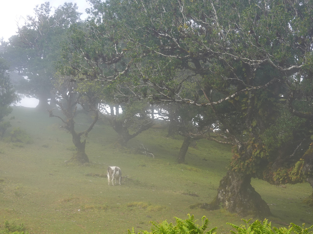 Posto Florestal Fanal-莫尼什港必去景点