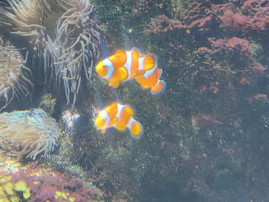 Aquarium La Rochelle-拉罗谢尔必去景点