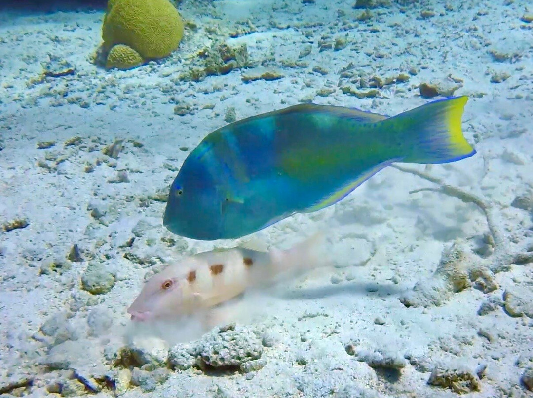 Dive Bermuda at Somerset-Sandys Parish必去景点