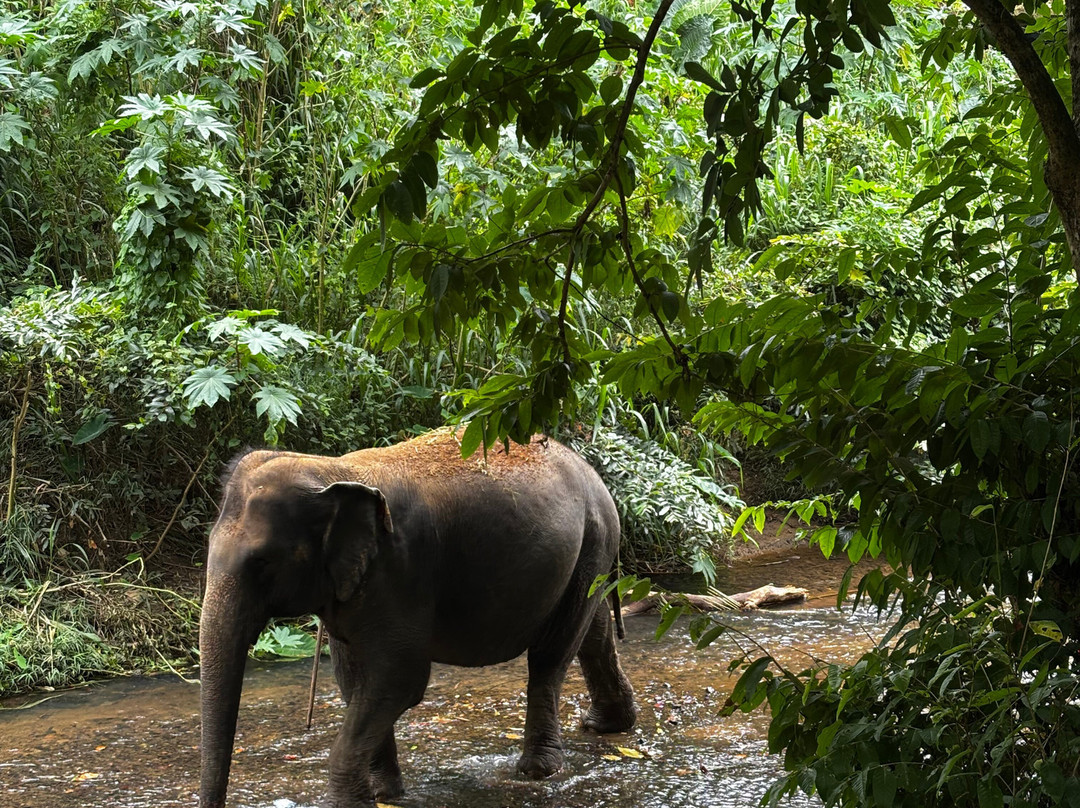 Elephant Freedom Project-凯格勒 必去景点