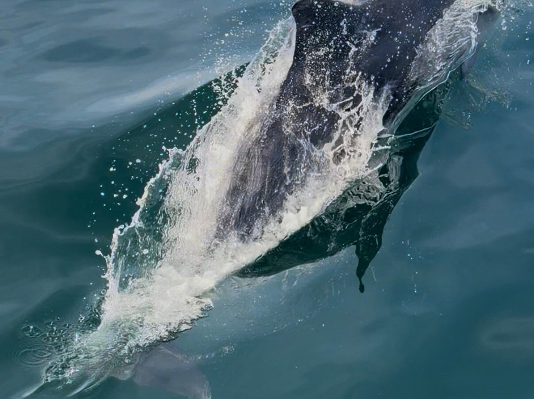 Dolphinwatch-Carrigaholt必去景点