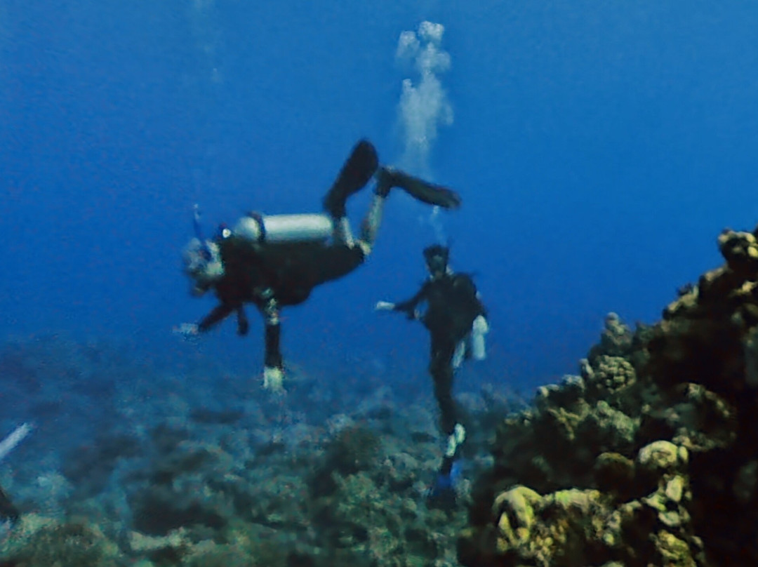 Pacific Divers-拉罗汤加必去景点