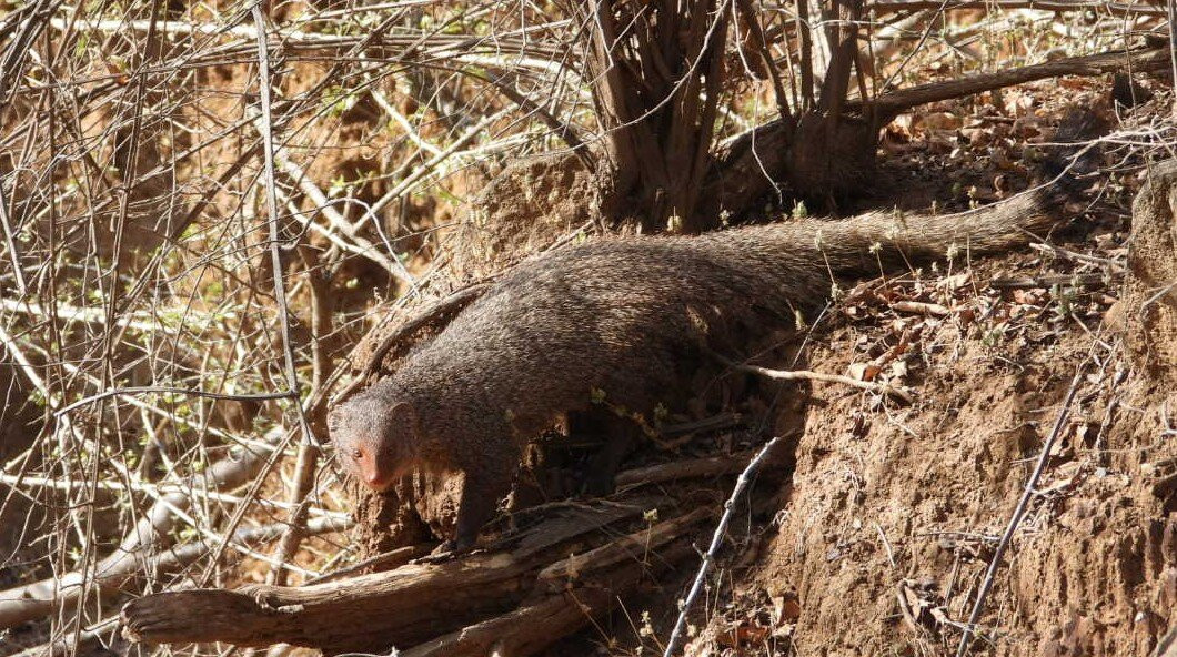 Wildlife Expeditions India-Khatia必去景点