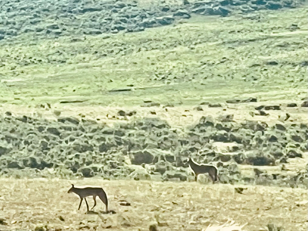 Yellowstone Wild-加德纳必去景点