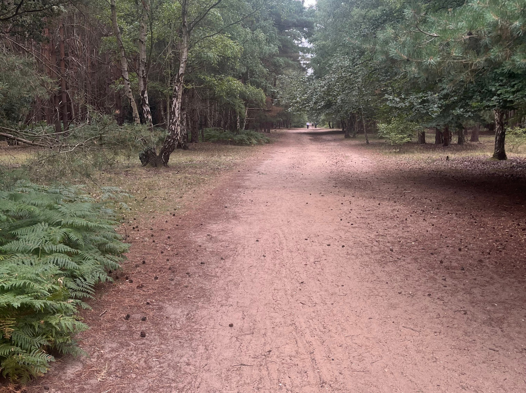 Rendlesham Forest Centre-Woodbridge必去景点