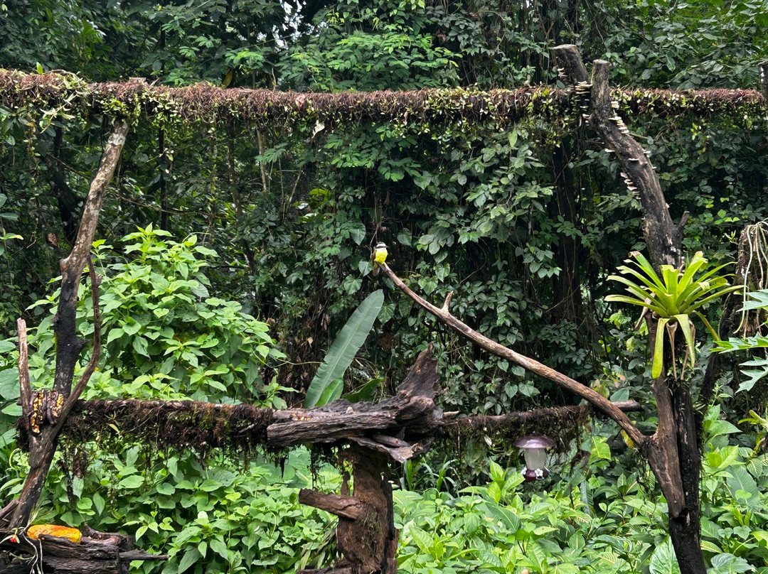 阿兰瓦萨拉皮基雨林旅馆主图
