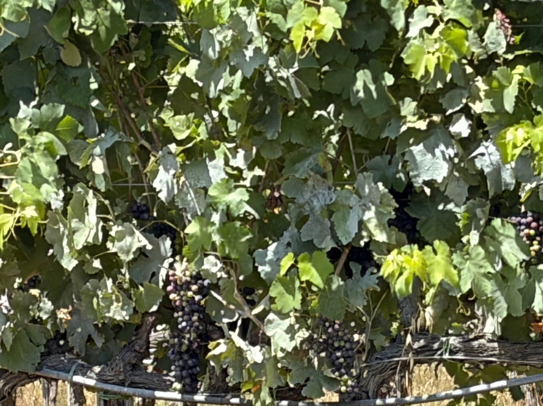 Baldetti Wine-科尔托纳必去景点