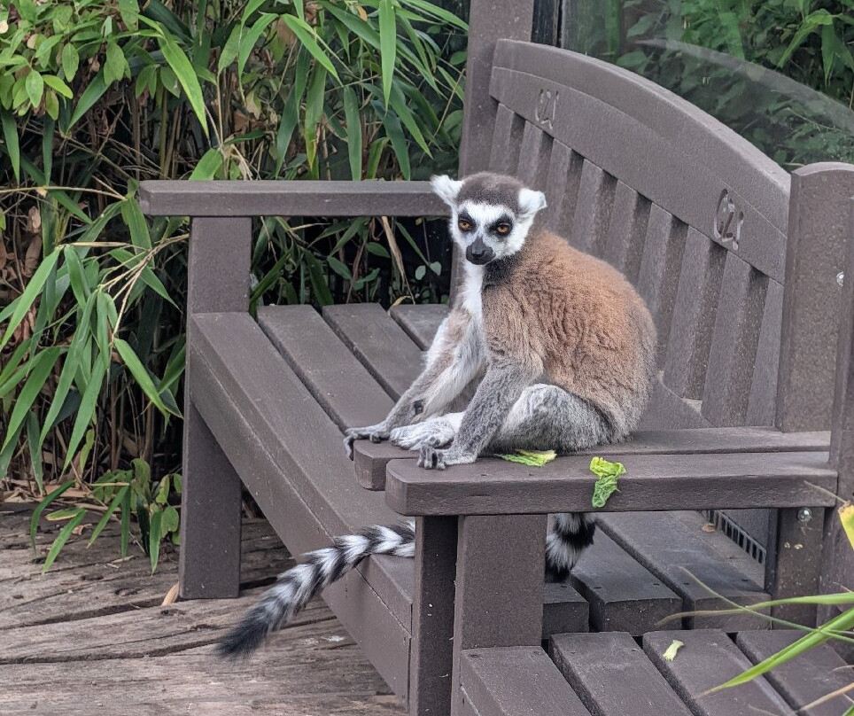 Colchester Zoo-科尔切斯特必去景点