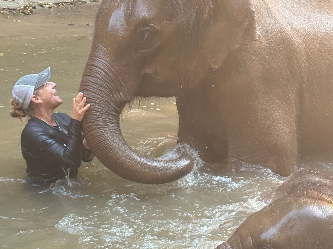 Elephant Freedom Village-清迈必去景点