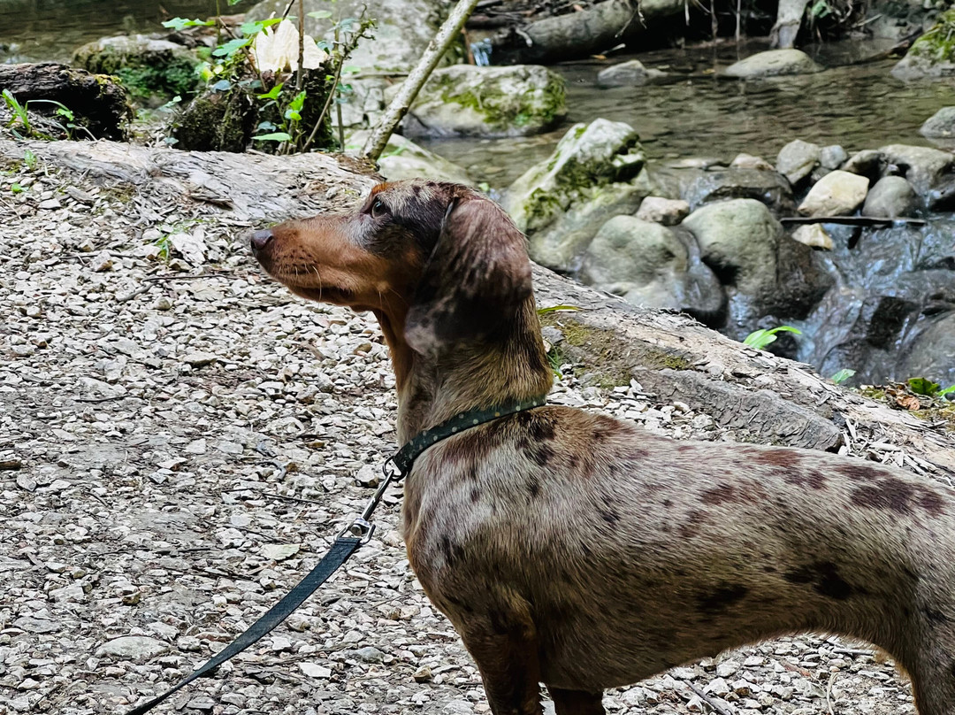 Parco delle Cascate di Molina-Molina必去景点