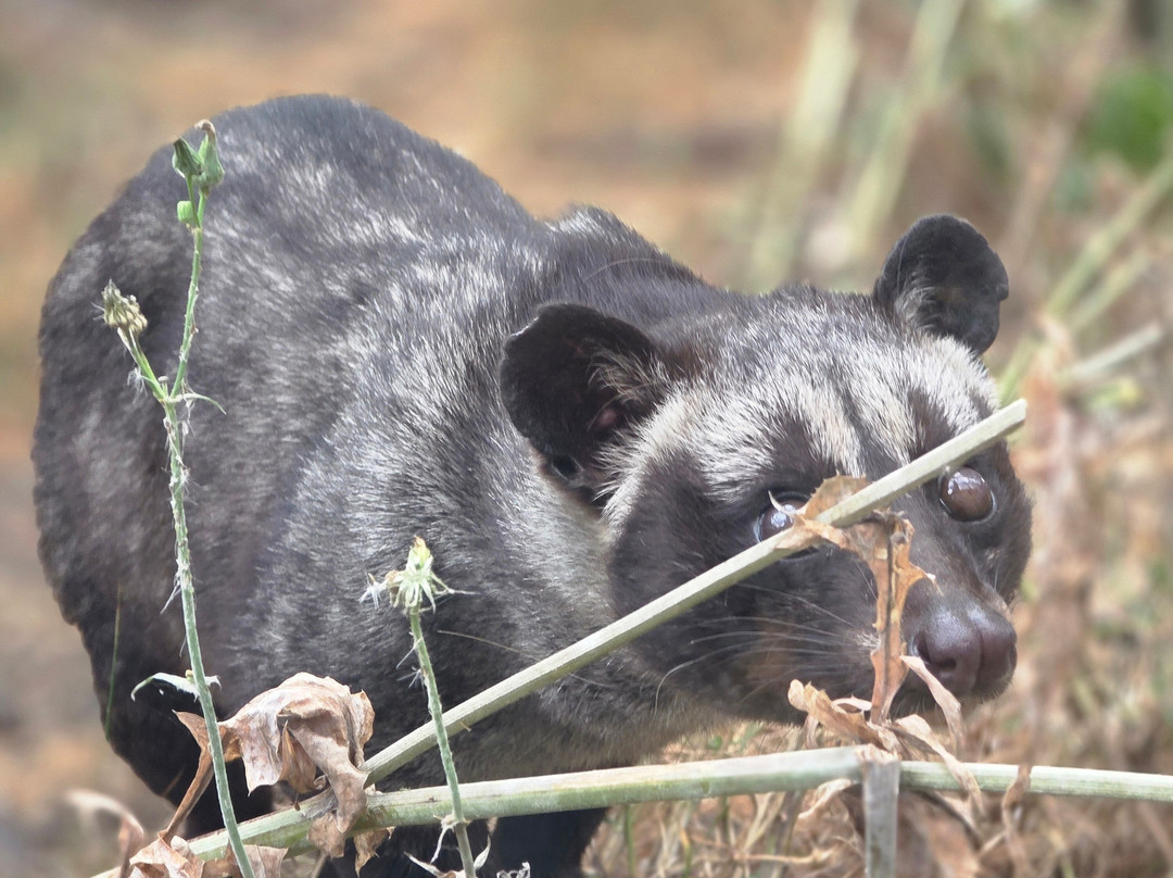 Ashlyns Wildlife Park-North Weald必去景点