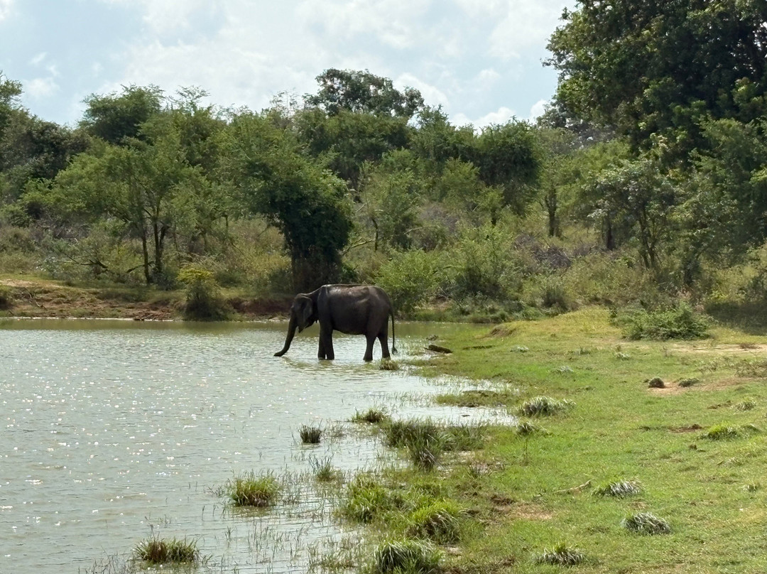 Udawalawe Safari Jeep With Guides-乌达瓦拉维国家公园必去景点