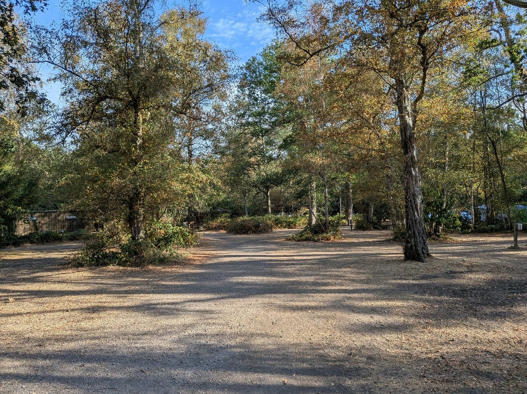 Wellington Country Park-雷丁必去景点
