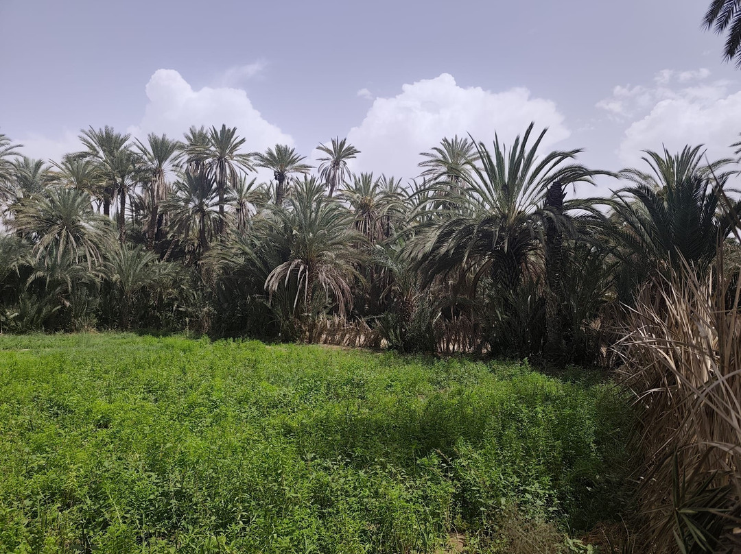 Oasis de Tiout主图
