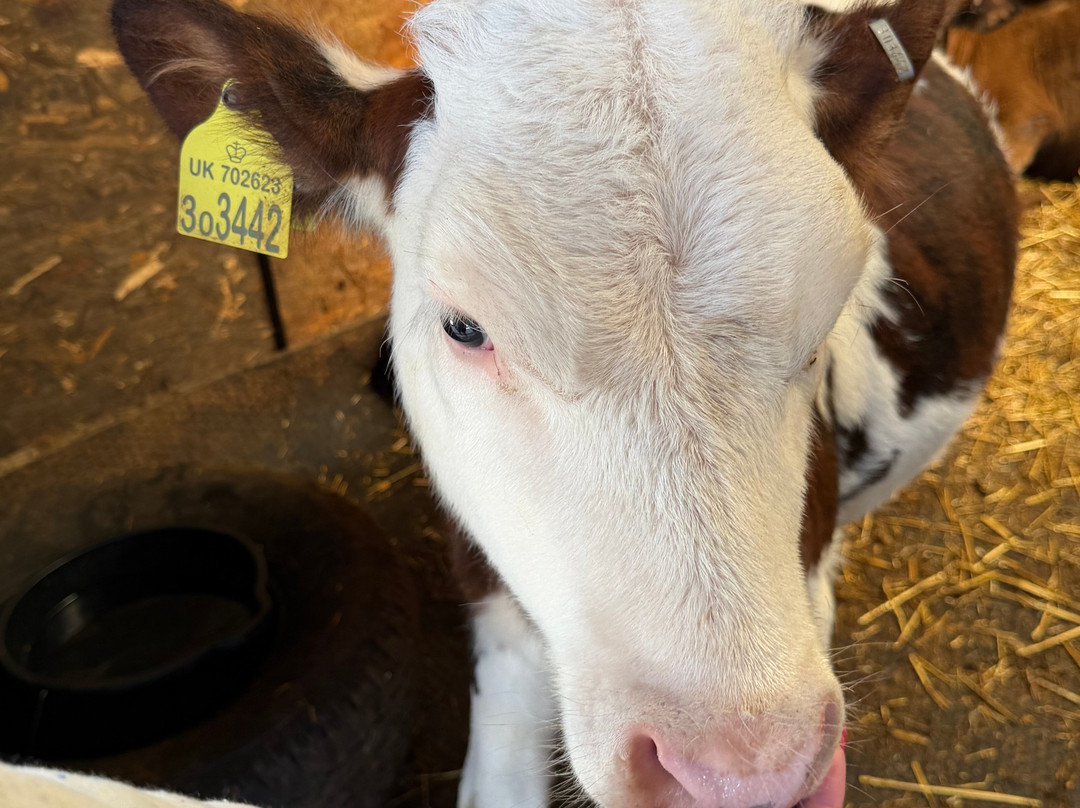 Dwyfor Ranch Rabbit Farm and Animal Park-Llanystumdwy必去景点