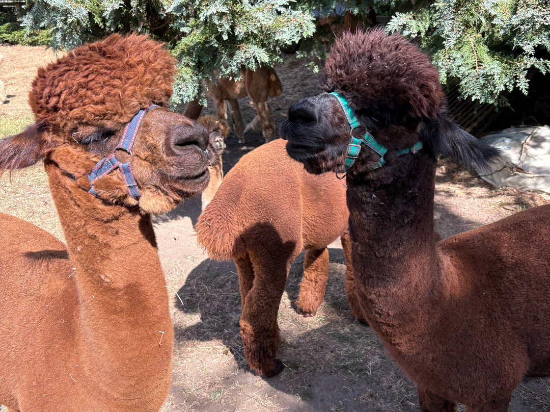 Alpaca Alpaca At Leven Valley-Yarm必去景点