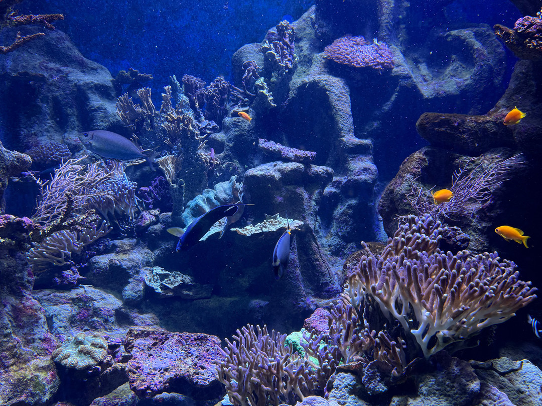 热那亚水族馆-热那亚必去景点
