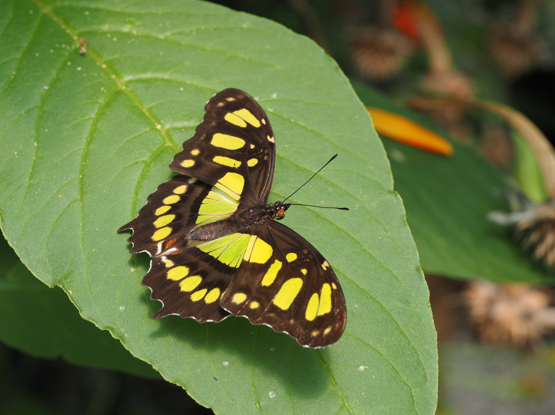 Guys Butterfly House-St Hilary必去景点