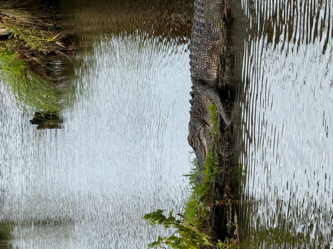 Louisiana Swamp Tours-布里奥克斯桥必去景点