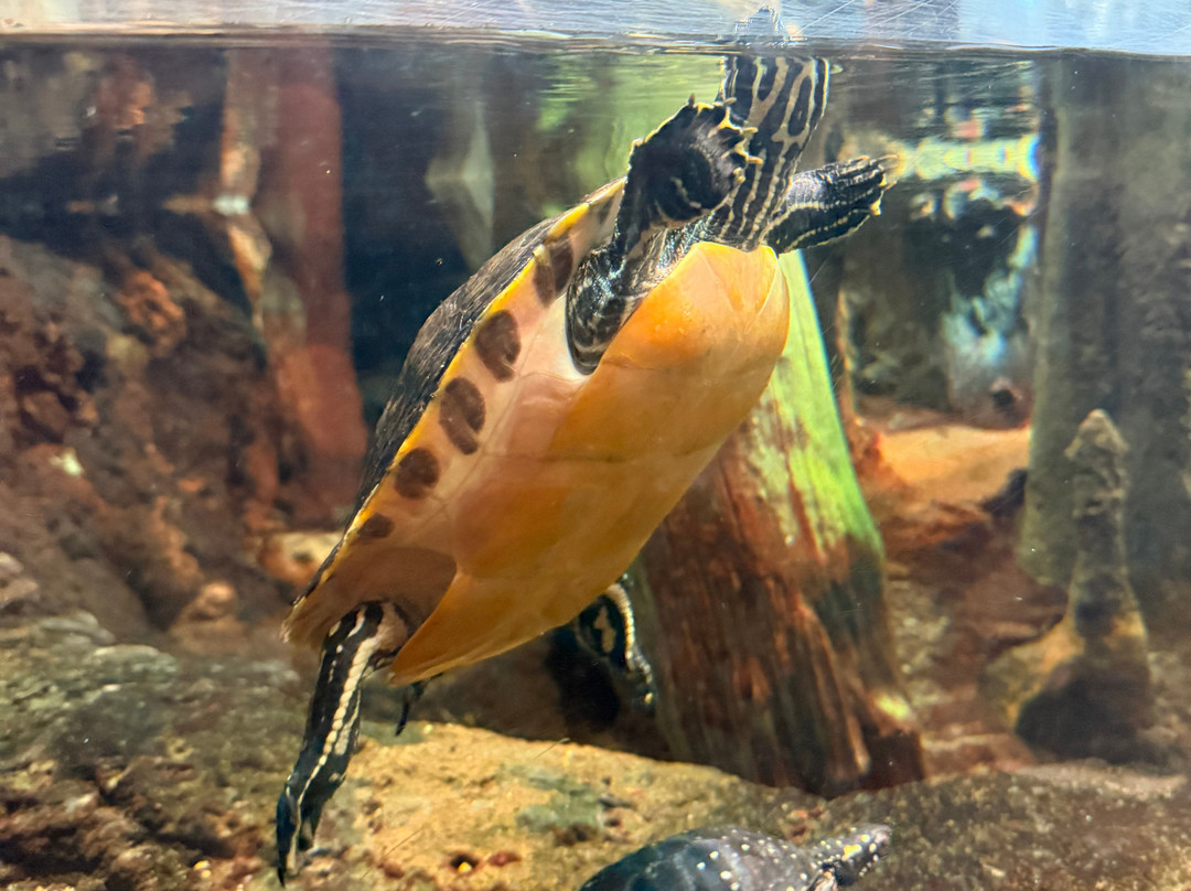 田纳西水族馆-查塔努加必去景点