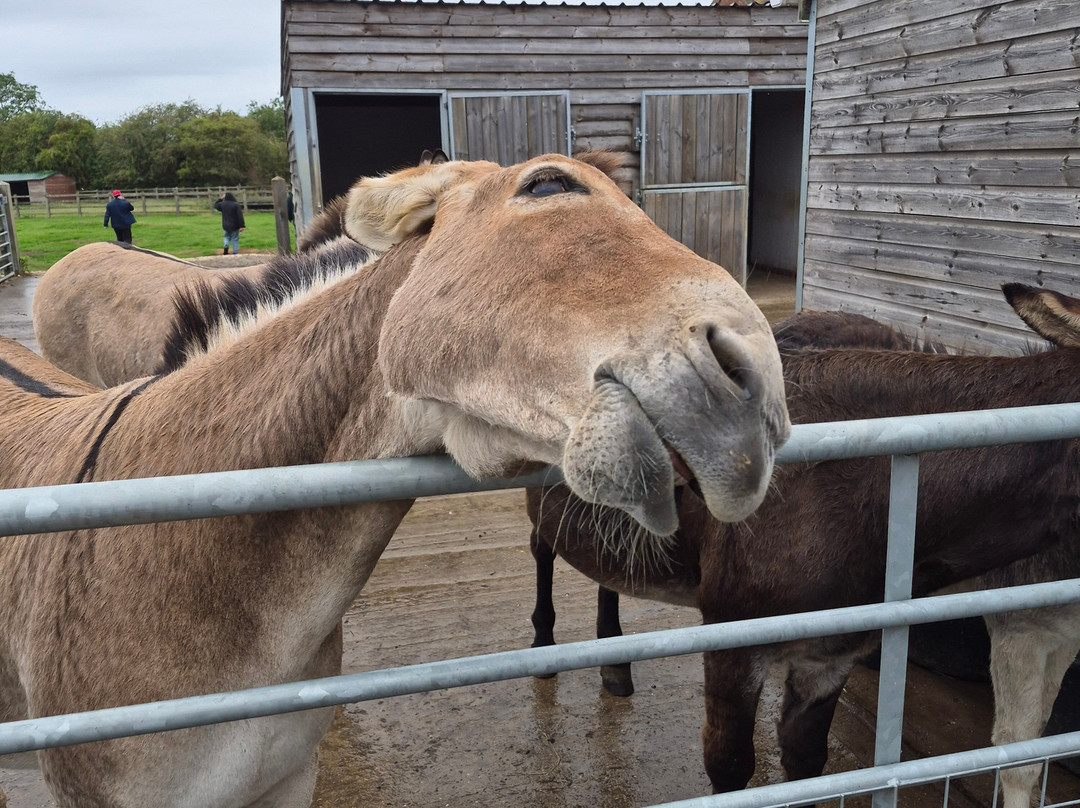 Radcliffe Donkey Sanctuary-Huttoft必去景点