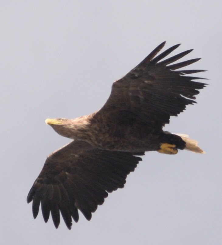 Birds Of Poole Harbour Events-普尔必去景点