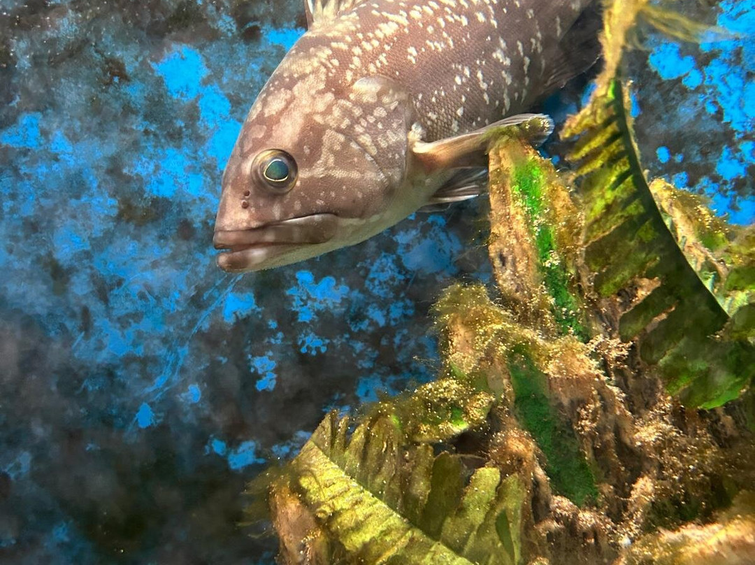 Aquarium Of Faliraki (Aquaworld)-Faliraki必去景点