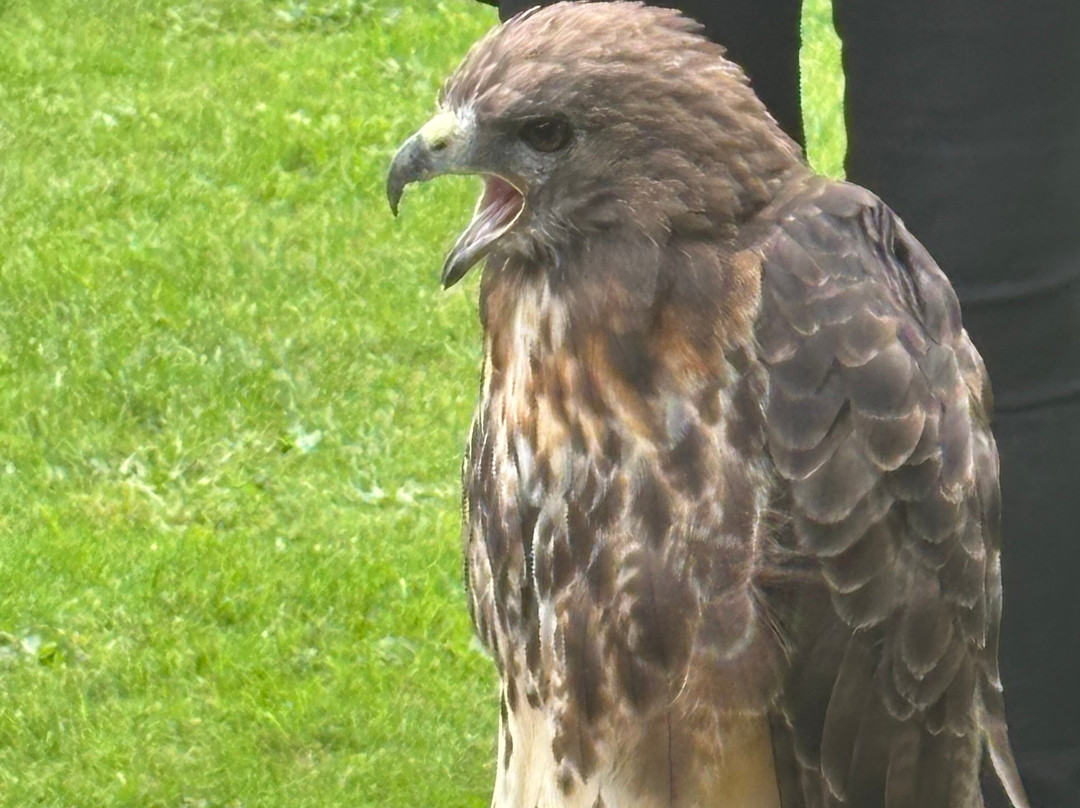 West Sussex Falconry-Compton必去景点