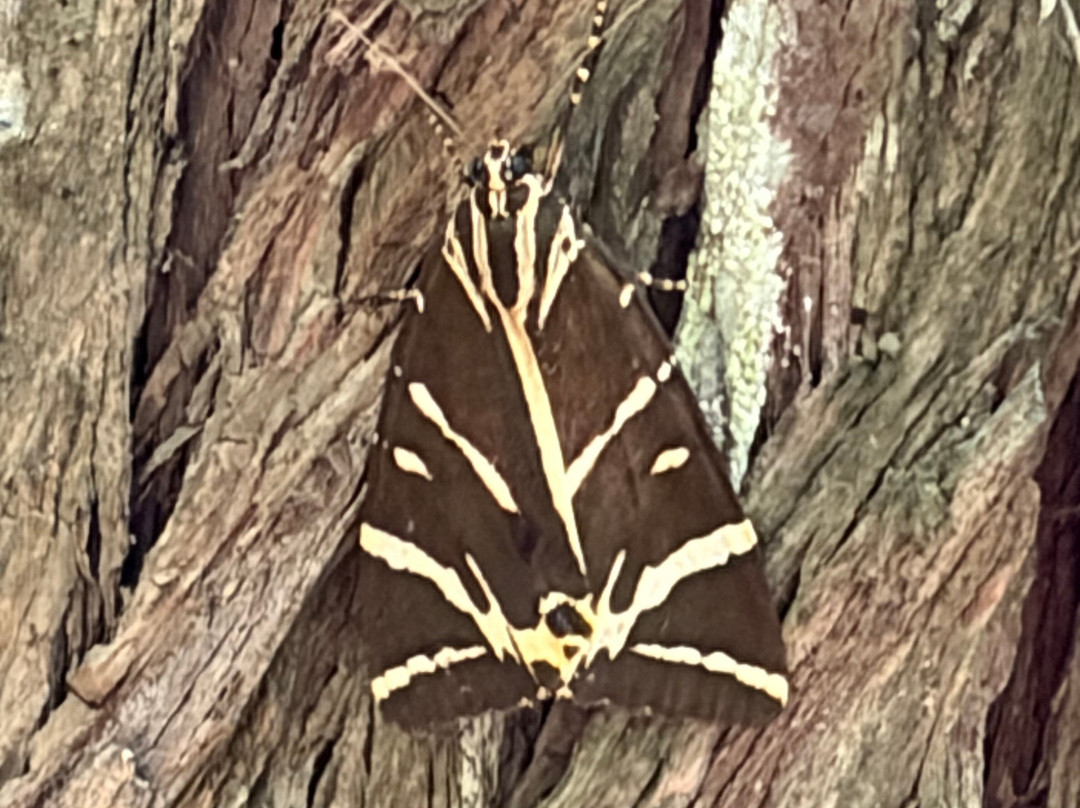 Valley of the Butterflies-Petaloudes必去景点