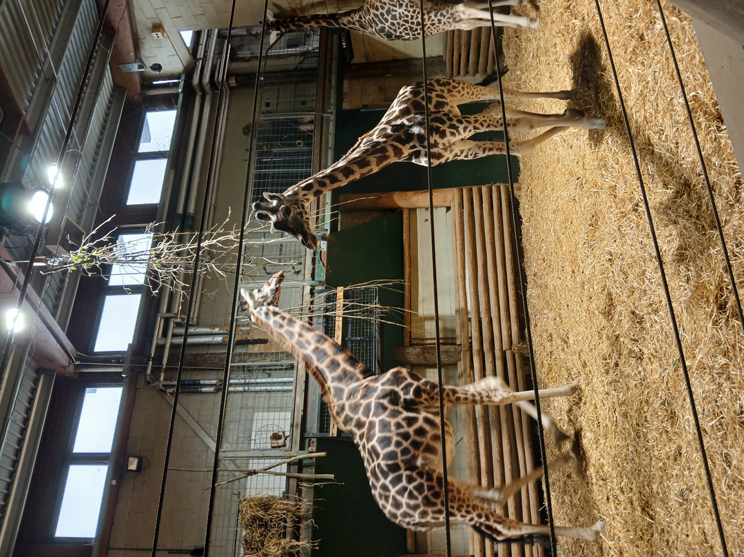 Marwell Zoo-温彻斯特必去景点