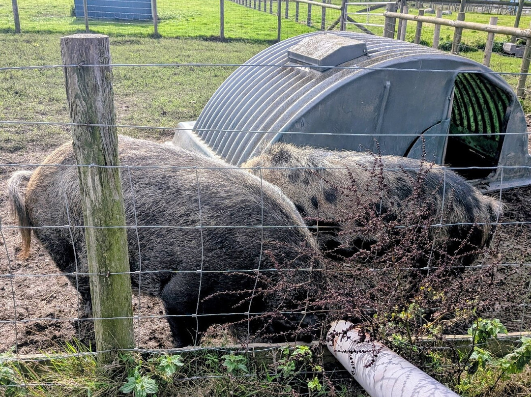 Cardigan Island Coastal Farm Park-Cardigan必去景点