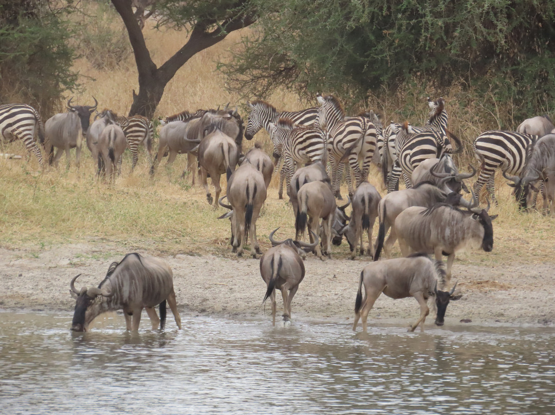 Tarangire National Park-塔兰吉雷国家公园必去景点