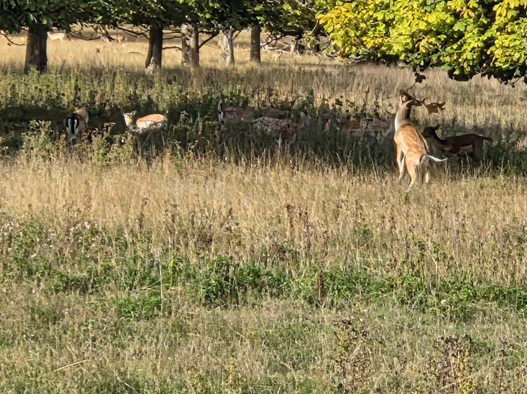 National Trust - Charlecote Park-沃里克必去景点