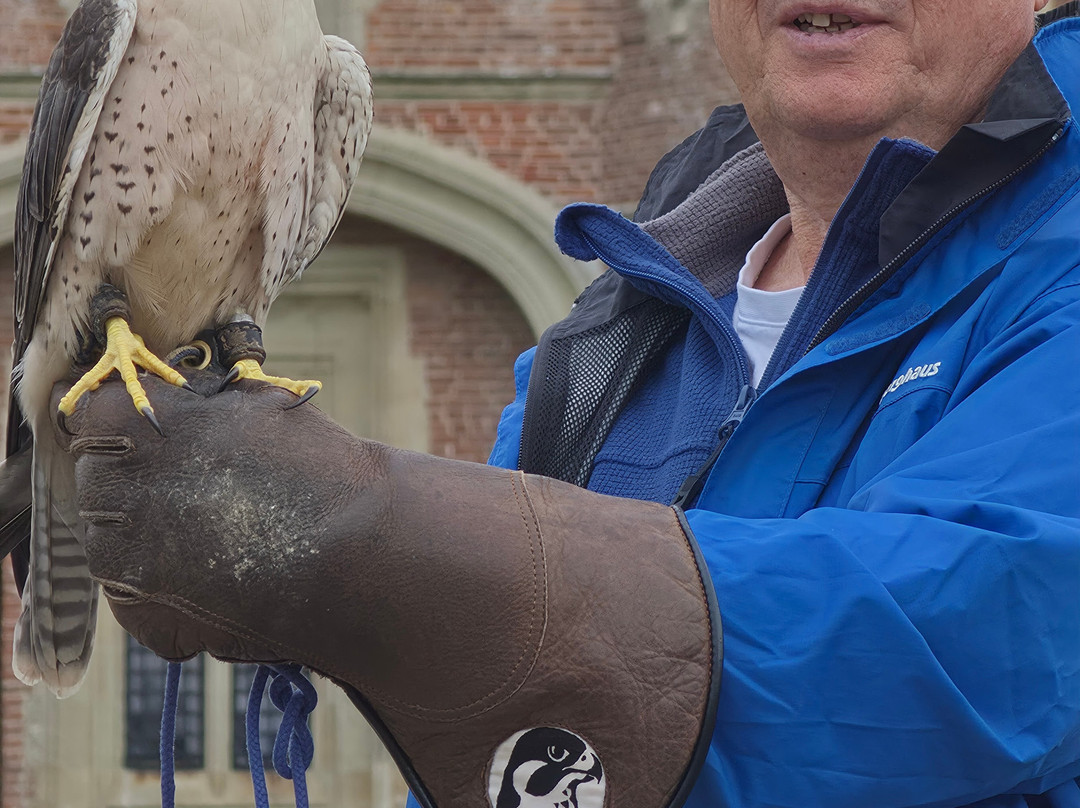 East Sussex Falconry-Herstmonceux必去景点