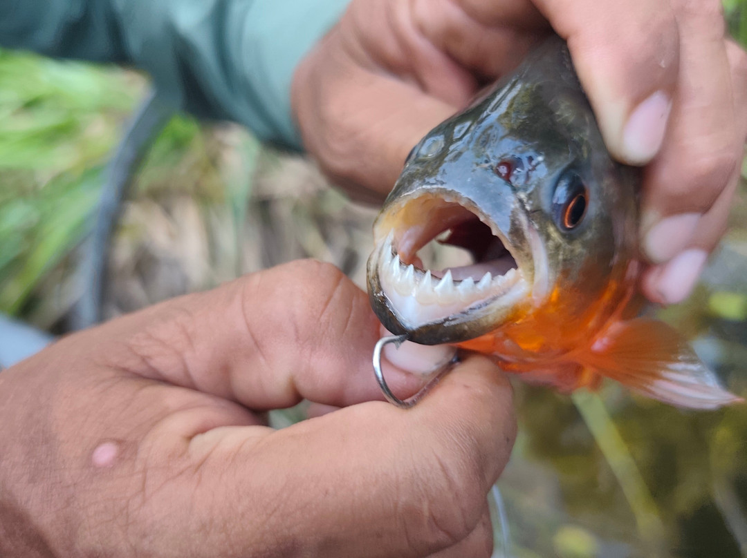 Parque Nacional del Yasuni - Fernando guia en la Amazonia-Coca必去景点