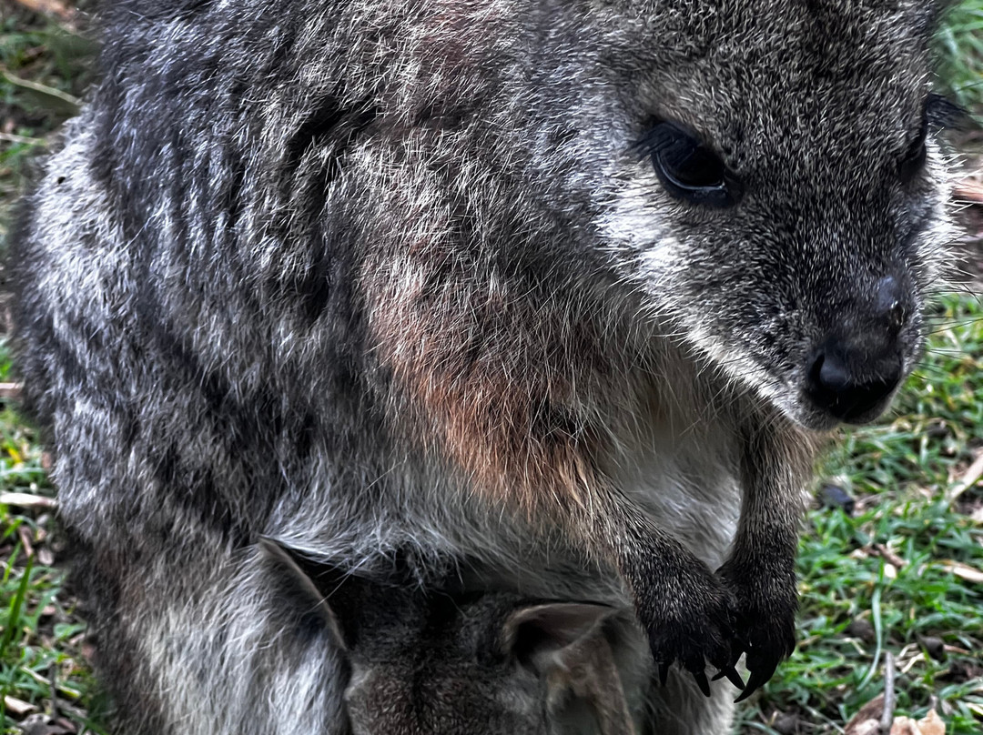 Cleland Wildlife Park-Crafers必去景点