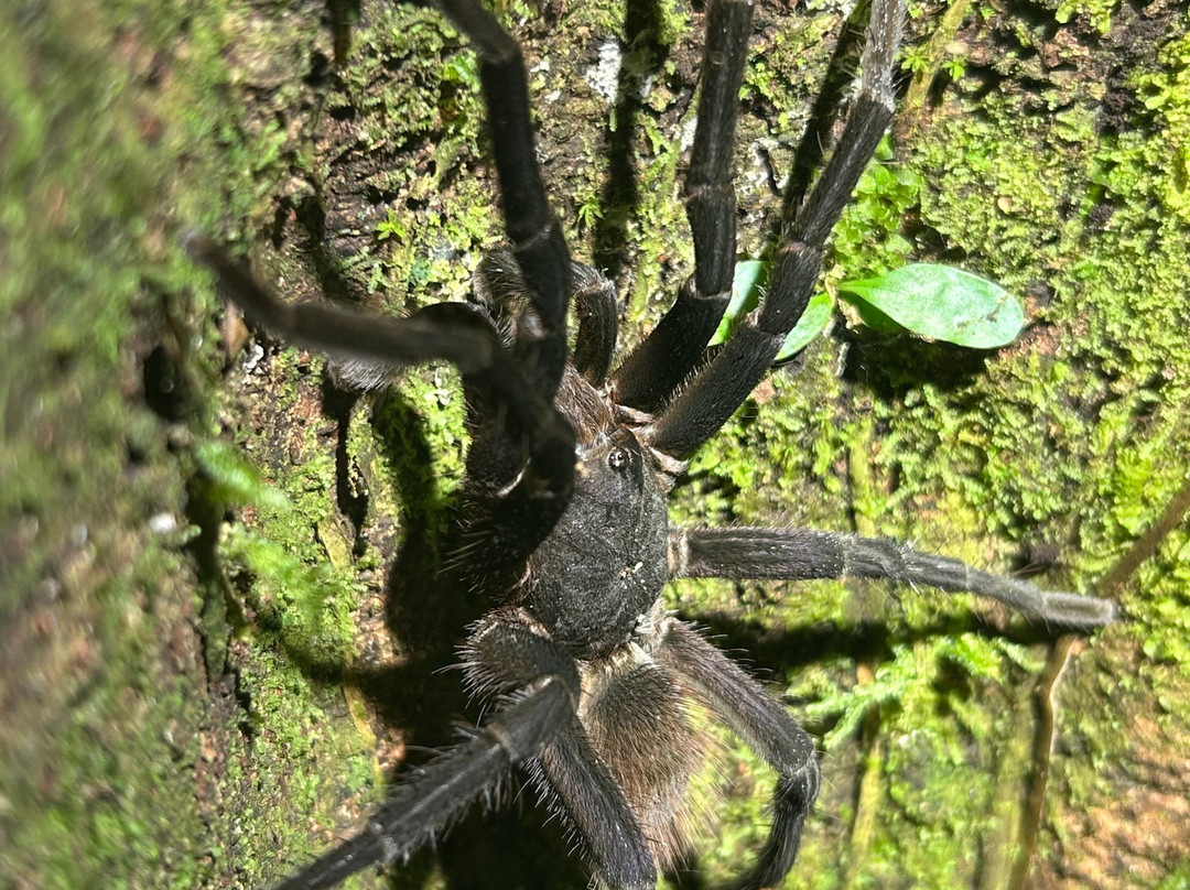 Tarantulas Way-卡维塔必去景点