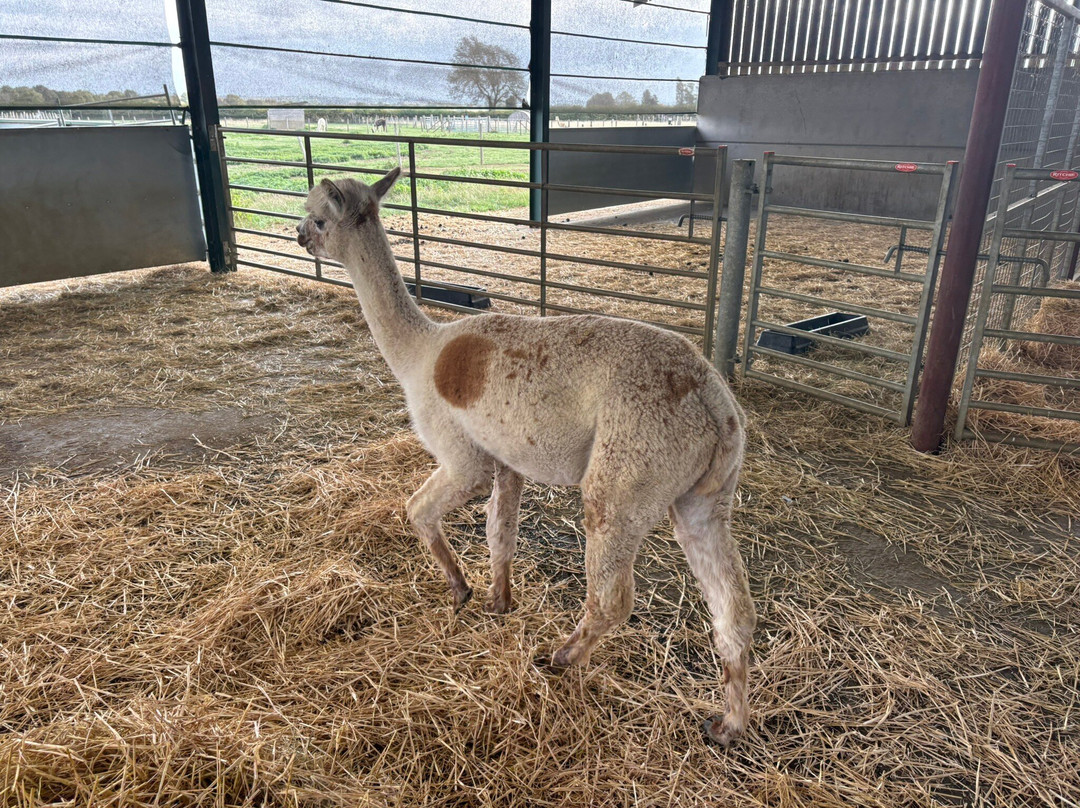 The Alpaca Centre at JandJ Alpacas-特伦特河畔纽瓦克必去景点