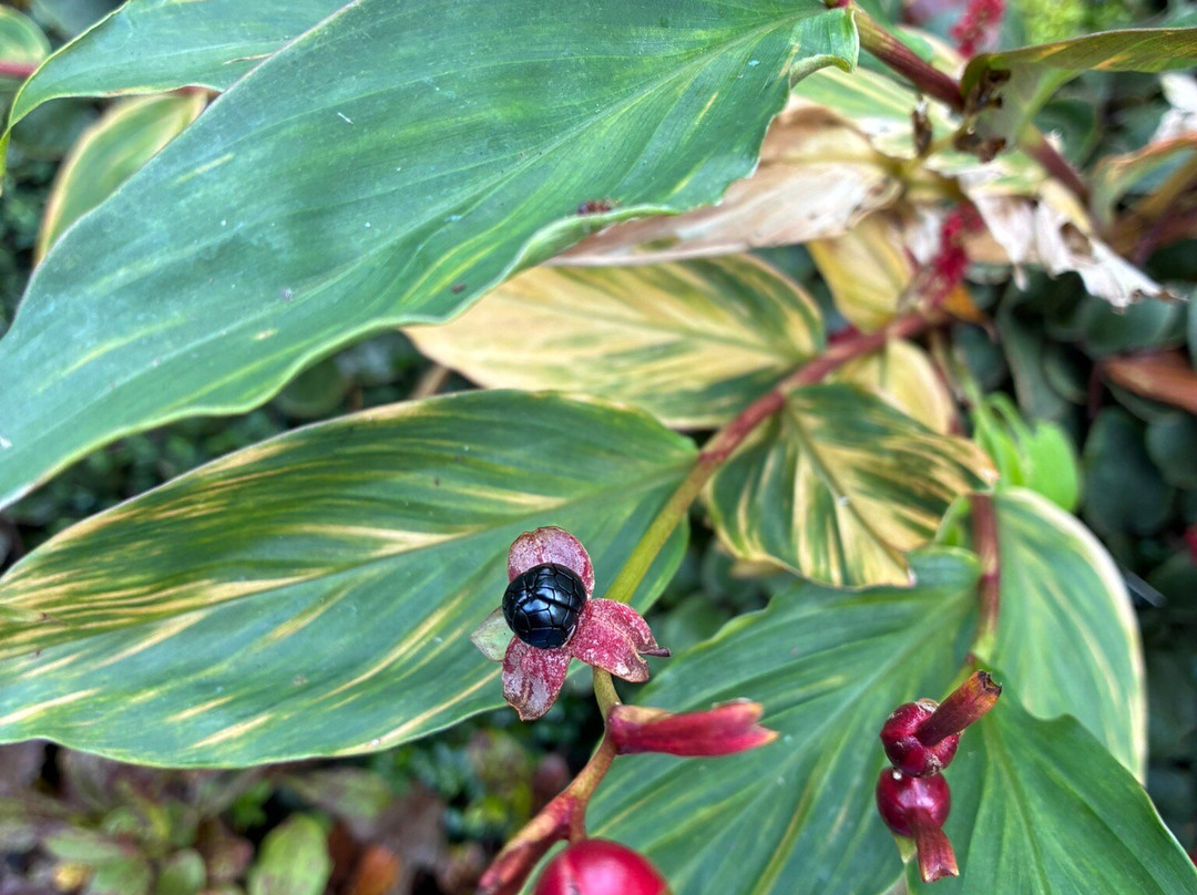 Utrecht University Botanic Gardens-乌特勒支必去景点