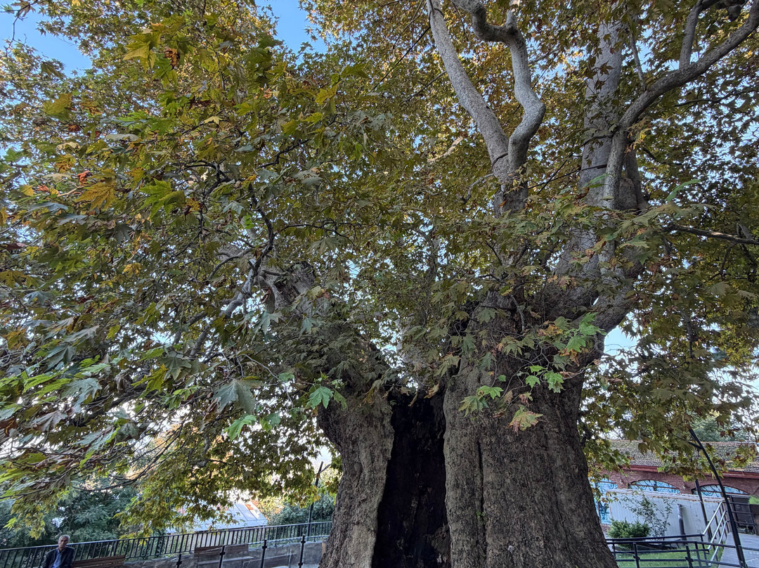 Giant Plane Tree-Telavi必去景点