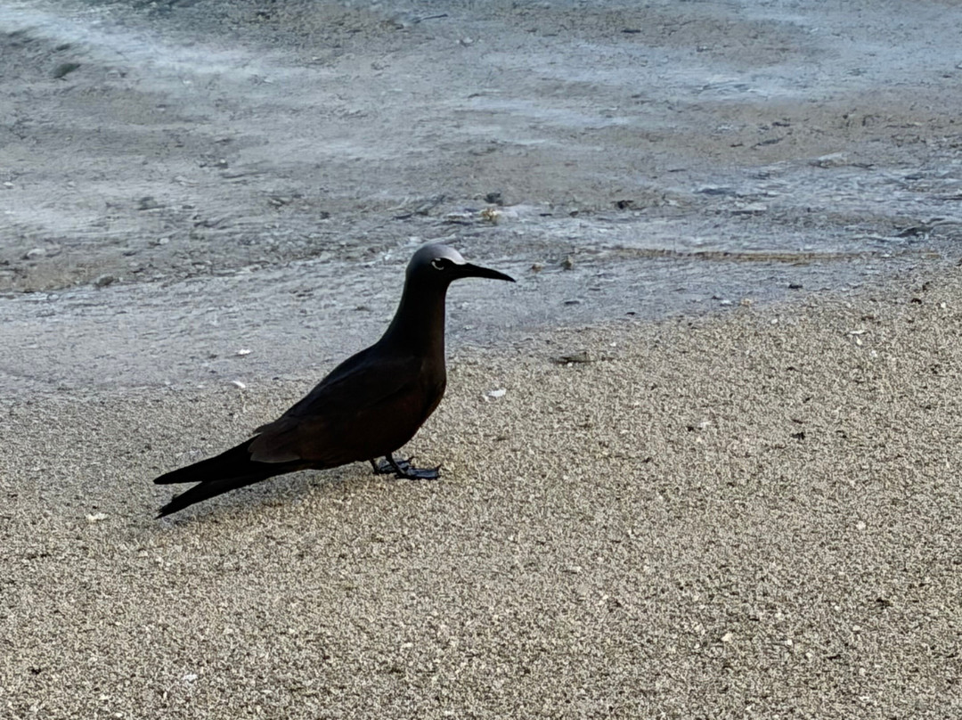 Aitutaki Beach Villas主图