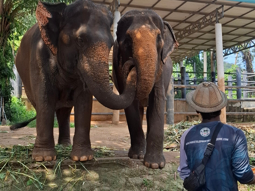 Phuket Elephant Nature Reserve-他朗必去景点